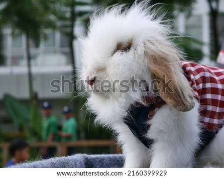 white angora rabbit wearing clothes