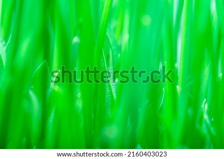 Close-up of growing fresh grass in soft focus. Green background on the theme of freshness, good mood and well-being.
