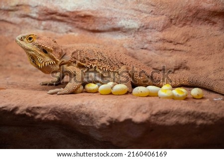Female bearded dragon (pogona vitticeps) in a terrarium with freshly laid eggs