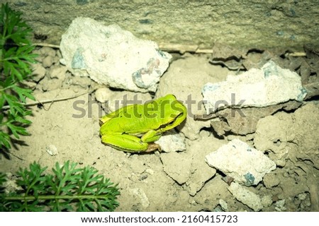 Small, green reptile. The wild nature. A frog sitting among the stones