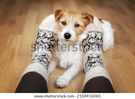 Small breed cute jack russell terrier dog looking, relaxing between owner's legs at home. Relationship, friendship of human and animal, pet love and care.
 Royalty-Free Stock Photo #2160416065