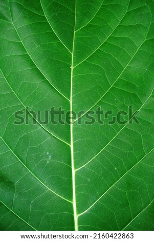 close up a green leaf texture