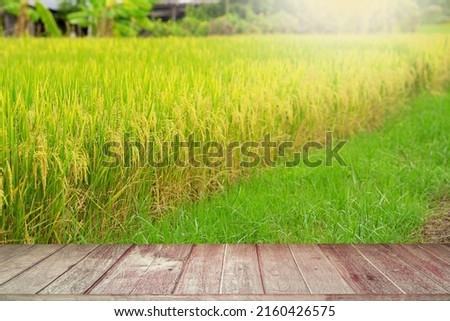 Wooden Plank Against Ripe Rice Field background.