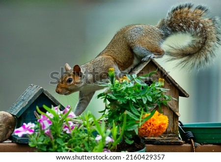 Squirrel and Floral display in front of a wooden bird house