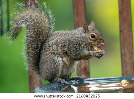 A Squirrel finds a peanut in the bird bath