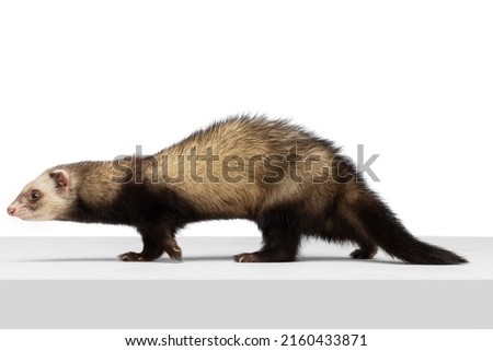 Portrait of fluffy ferret posing isolated on white background. Concept of happy domestic and wild animals, care, pets love, friendship. Looks happy, delighted. Copy space for ad