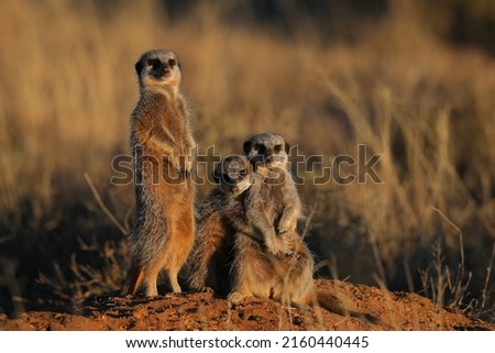 Meerkats holding each other close as if a cute couple