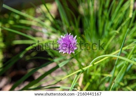Purple flower in a garden in spring