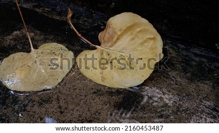 Yellow leaves as background. Leaves shaped like flower petals on a cement floor that is flooded with water. Dried leaves. Beautiful plum aralia leaves.