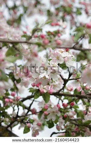 Blooming apple tree. Spring garden. Pink and white petal colors. Concept for beautiful floral greeting card, background, interior picture
