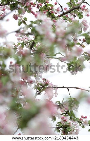 Blooming apple tree. Spring garden. Pink and white petal colors. Concept for beautiful floral greeting card, background, interior picture