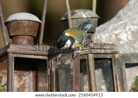 The Great tit, Parus major, perching on an old railway lantern that has been converted into a bird feeder and eats sunflower seeds. Its winter, dry january day in Europe.