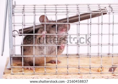 House mouse caught in live capture mouse trap, close up view. A cute little rodent in a live cage on a white background. Human ways to catch a mouse in box trap. Royalty-Free Stock Photo #2160458837