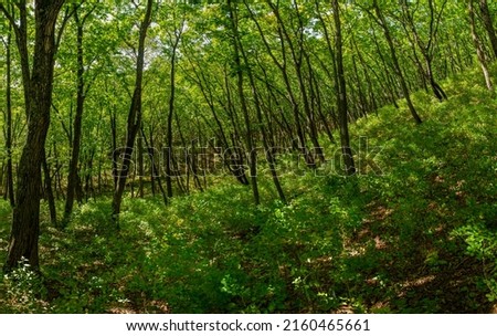 Forest in Primorye near Nakhodka.Primorye. Russia.  