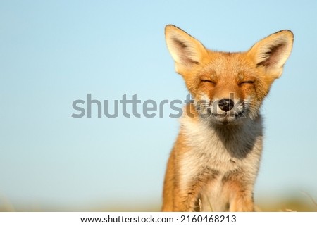Young Red Fox Smiling Face Close Up in A Nature Background