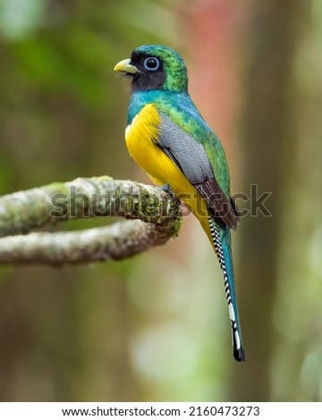 Male Black-throated Trogon (Trogon rufus) perched on a branch in Corcovado National Park, Costa Rica Royalty-Free Stock Photo #2160473273