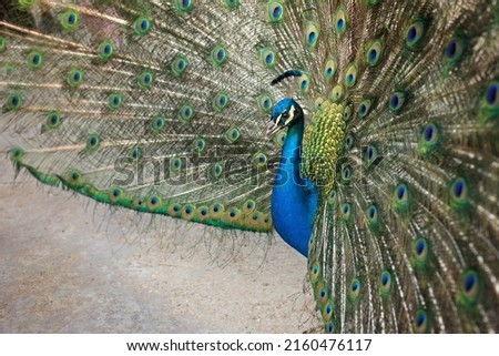 Beautiful peacock in a garden, amazing bird, child standing next