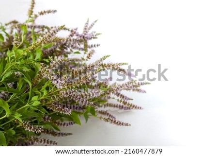 Fresh organic green mint. Medical herbs close up. Fragrant green leaves. 