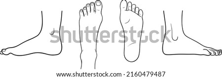 Human foot top back inner outer view vector illustration, male female anatomy line art Royalty-Free Stock Photo #2160479487