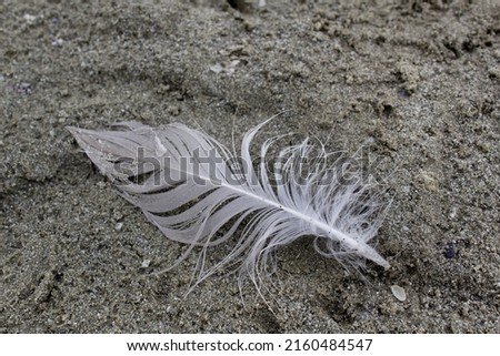One bird feather on sandy beach 