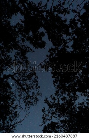 Silhouette of the night forest against the background of the starry sky