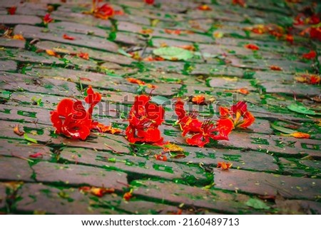 Beautiful Gulmohar or Royal poinciana Flower Fallen on the Street Royalty-Free Stock Photo #2160489713