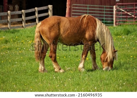 A Male Flaxen Chestnut Horse Stallion Colt Grazing in a Pasture Meadow with Red Barn in Background Royalty-Free Stock Photo #2160496935