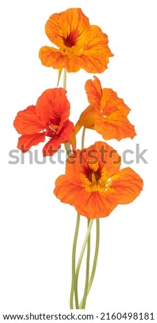 Studio Shot of Orange Colored Nasturtium Flowers Isolated on White Background. Large Depth of Field (DOF). Macro. Close-up. Royalty-Free Stock Photo #2160498181