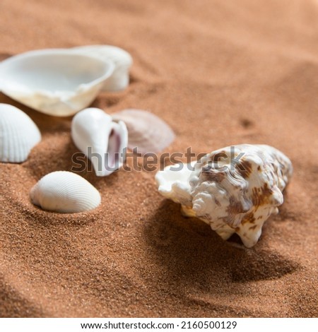 Close up of marine and conch shells on the sand