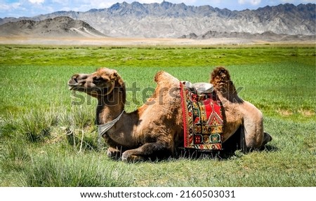 Camel resting on the grass in Mongolia. Cute camel lying down. Camel on grass. Mongolia camel Royalty-Free Stock Photo #2160503031