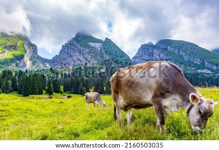 A herd of cows grazing in a mountain meadow. Cow herd on mountain pasture. Cows grazing on meadow grass in mountains. Mountain cow farm pasture scene Royalty-Free Stock Photo #2160503035