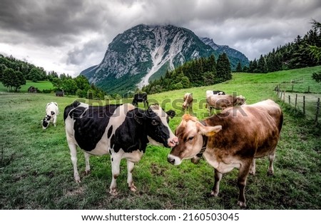 Cows on a pasture in a mountain valley. Cow herd grazing in mountains. Cows on pasture. Mountain cow farm scene Royalty-Free Stock Photo #2160503045