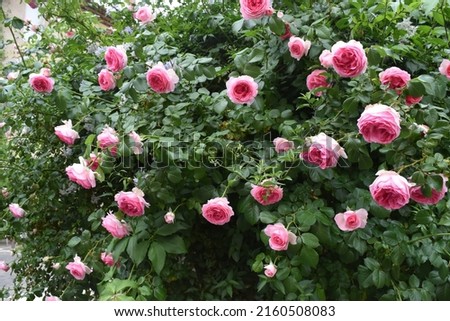 breautiful pink roses on a green rose bush. Natural background, mothers day picture