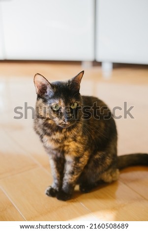 tortoiseshell cat sitting on the floor