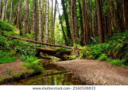 Forest stream water view in woods Royalty-Free Stock Photo #2160508833