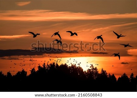 A flock of birds in the sky at sunset. Birds in sky at sunset. Sunset birds silhouettes. Birds in sunset sky Royalty-Free Stock Photo #2160508843