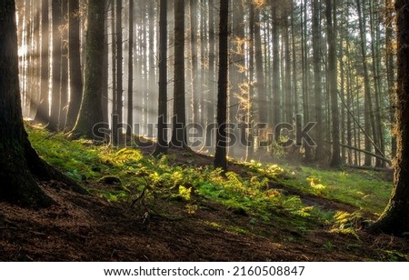 Sunbeams in deep forest in morning. Forest sunbeams. Sunbeams in woodland. Sunbeams in forest background Royalty-Free Stock Photo #2160508847