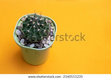 Cactus hamatocactus setispinus on the table. Selective focus. Picture for articles about hobbies, plants.