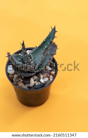 Aloe marlothii in pot on yellow background. Close-up. Selective focus. Picture for articles about hobbies, plants.