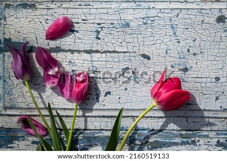 Tulips on a blue wooden background close-up, backgrounds and textures.
