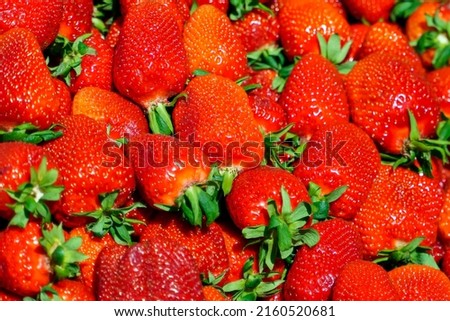 Close-up. Red ripe strawberries with green tails