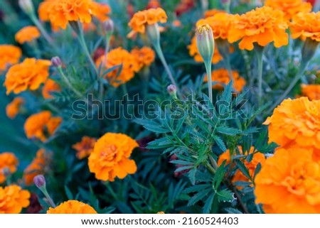 Background from orange marigold flowers. Field with tagetes. Bright french marigolds for publication 