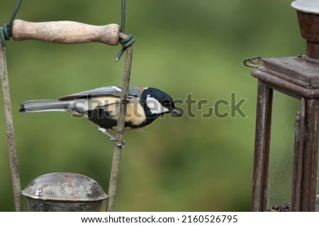 The Great tit, Parus major,  perching on the handle of an old railway lantern that has been converted into a birds feeder. Dry winter in Europe, its january.