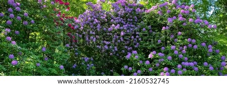 Gorgeous Lila Rhododendron flowering bush in garden, panoramic banner. Rhododendron flowers in garden. Spring background with  colorful Rhododendron blossom