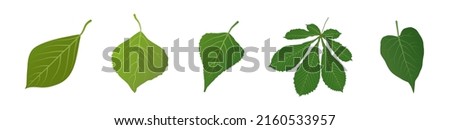 Green leaves of different trees. Set of spring leaves. Vector clipart isolated on white background.