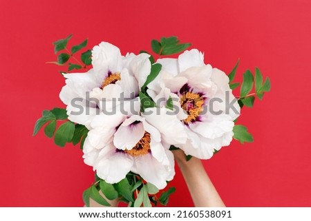 Soft focus Close up of a bouquet of beautiful white peonies in female hands on a red background. Top view. The concept of spring and naturalness. Copy space.