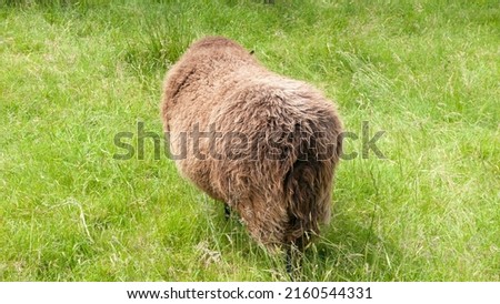Brown wool sheep backwards in green field