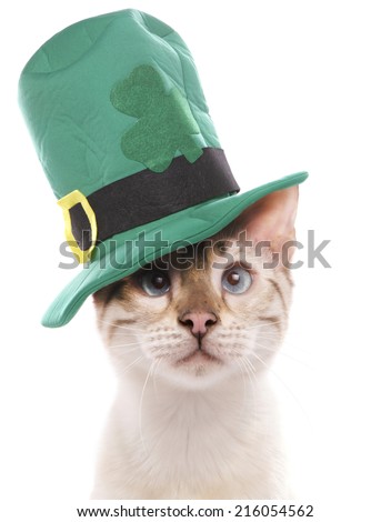 Blue eyed snow marbled Bengal cat wearing a St Patrick day hat looking cross eyed and drunk isolated on a white background
