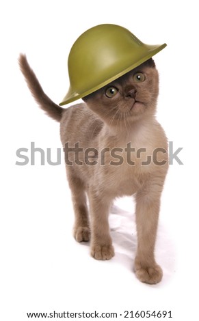 Kitten wearing army helmet studio cutout