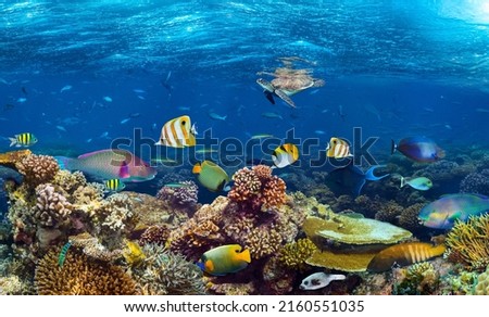 Underwater coral reef landscape Ocean Beautiful Fish Design Modern Unique Colorful